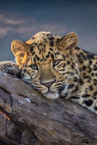 Preview wallpaper leopard, lies, snag