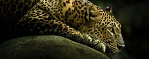 Preview wallpaper leopard, light, shade, lie down, big cat