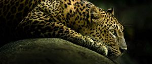 Preview wallpaper leopard, light, shade, lie down, big cat