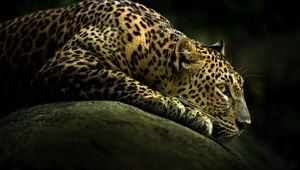 Preview wallpaper leopard, light, shade, lie down, big cat