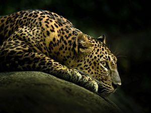 Preview wallpaper leopard, light, shade, lie down, big cat