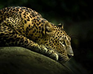 Preview wallpaper leopard, light, shade, lie down, big cat