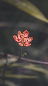 Preview wallpaper leopard lily, flower, petals, blur