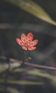 Preview wallpaper leopard lily, flower, petals, blur