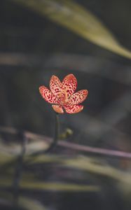 Preview wallpaper leopard lily, flower, petals, blur