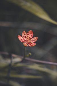 Preview wallpaper leopard lily, flower, petals, blur