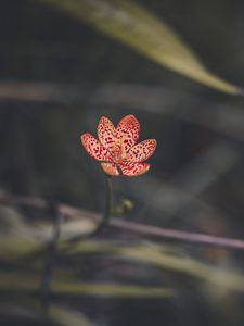 Preview wallpaper leopard lily, flower, petals, blur