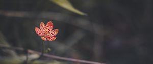 Preview wallpaper leopard lily, flower, petals, blur