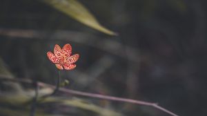 Preview wallpaper leopard lily, flower, petals, blur