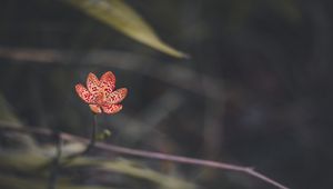 Preview wallpaper leopard lily, flower, petals, blur