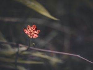 Preview wallpaper leopard lily, flower, petals, blur