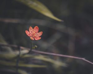 Preview wallpaper leopard lily, flower, petals, blur