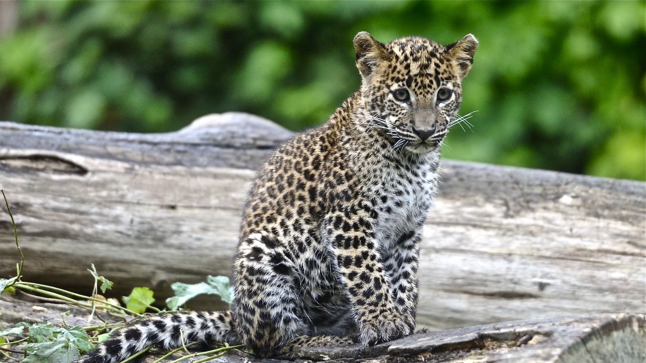 Wallpaper leopard, look, big cat, cub