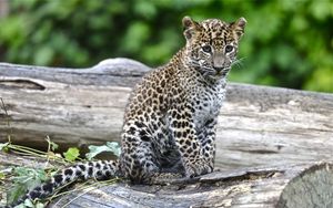 Preview wallpaper leopard, look, big cat, cub