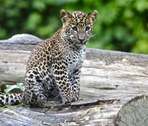 Preview wallpaper leopard, look, big cat, cub