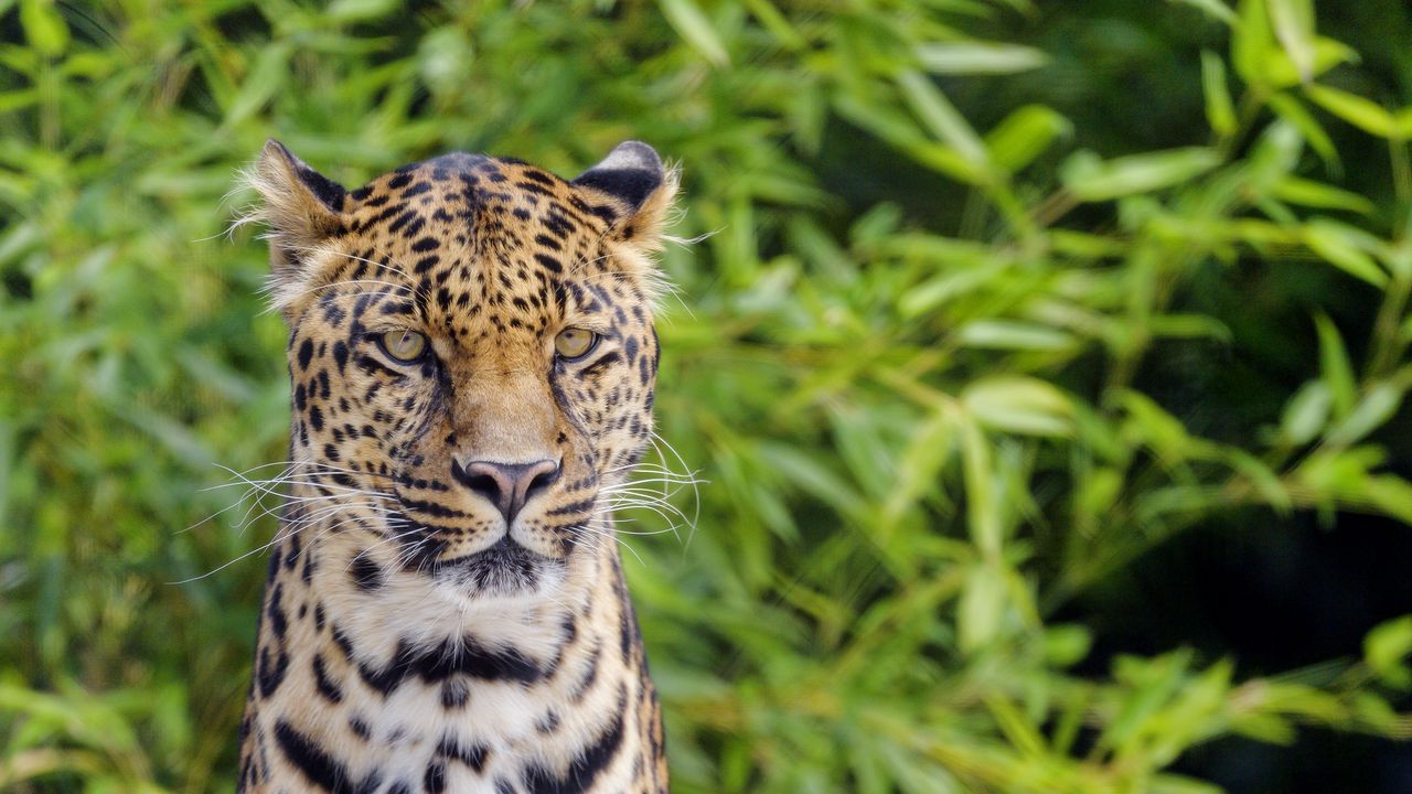 Wallpaper leopard, look, predator, big cat