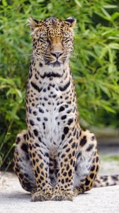 Preview wallpaper leopard, look, predator, big cat