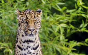 Preview wallpaper leopard, look, predator, big cat