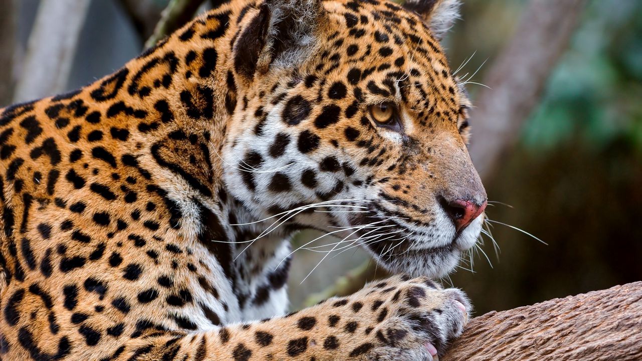Wallpaper leopard, look, profile