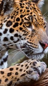 Preview wallpaper leopard, look, profile