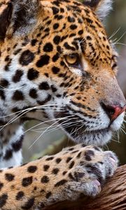 Preview wallpaper leopard, look, profile