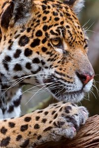 Preview wallpaper leopard, look, profile