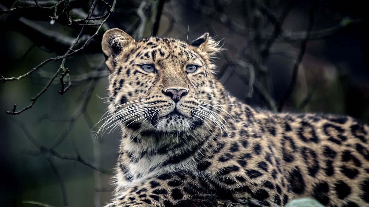 Wallpaper leopard, look, sadness, predator, muzzle