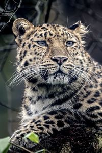 Preview wallpaper leopard, look, sadness, predator, muzzle