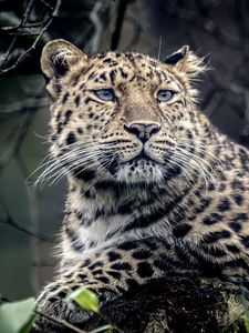 Preview wallpaper leopard, look, sadness, predator, muzzle