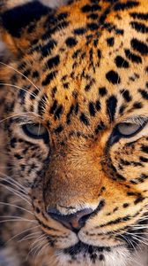 Preview wallpaper leopard, look, tired, face, spotted