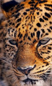 Preview wallpaper leopard, look, tired, face, spotted