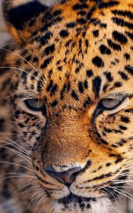 Preview wallpaper leopard, look, tired, face, spotted