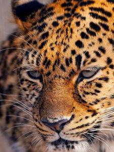 Preview wallpaper leopard, look, tired, face, spotted