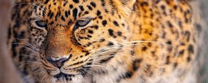 Preview wallpaper leopard, look, tired, face, spotted