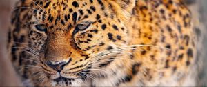 Preview wallpaper leopard, look, tired, face, spotted