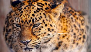 Preview wallpaper leopard, look, tired, face, spotted