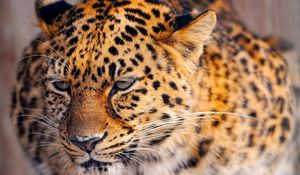 Preview wallpaper leopard, look, tired, face, spotted