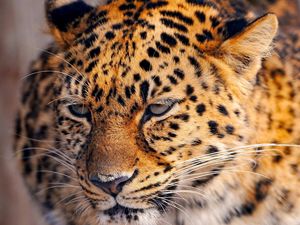 Preview wallpaper leopard, look, tired, face, spotted