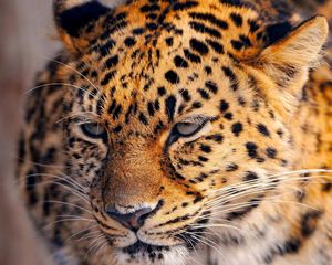 Preview wallpaper leopard, look, tired, face, spotted