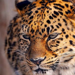 Preview wallpaper leopard, look, tired, face, spotted