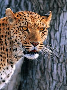 Preview wallpaper leopard, looking, bark, wood