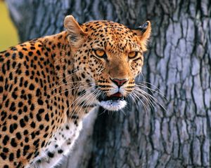 Preview wallpaper leopard, looking, bark, wood