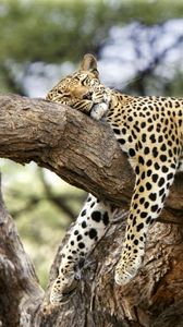 Preview wallpaper leopard, lying, big cat, predator