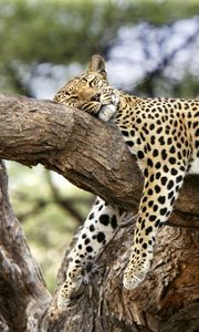 Preview wallpaper leopard, lying, big cat, predator