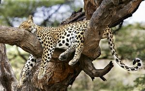 Preview wallpaper leopard, lying, big cat, predator