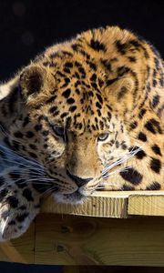 Preview wallpaper leopard, lying, dog, muzzle, hunting, attention, table