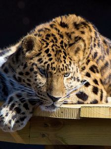 Preview wallpaper leopard, lying, dog, muzzle, hunting, attention, table