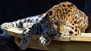 Preview wallpaper leopard, lying, dog, muzzle, hunting, attention, table
