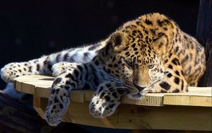 Preview wallpaper leopard, lying, dog, muzzle, hunting, attention, table