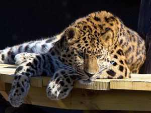 Preview wallpaper leopard, lying, dog, muzzle, hunting, attention, table